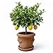 Pflanzgefäß Blumentopf Italienisches Terracotta Conca LIMONI mit Teller/Untersetzer für den Innen- und Außenbereich (25cm)