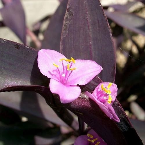 Nouvelles graines de fleurs fraîches de lavande Tradescantia 70 pièces