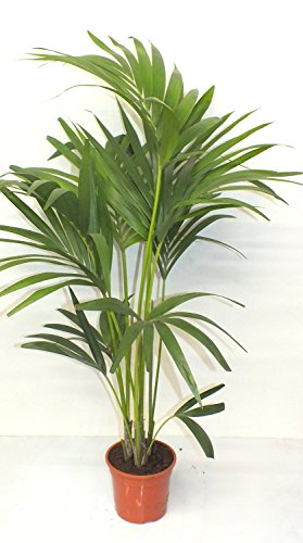 Blumen-Senf Kentia Palme 110-120 cm Howea forsteriana