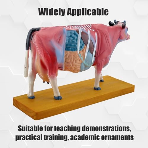 Modèle d'acupuncture en PVC résistant pour retenir les 68 points - 8