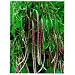 Heirloom Asian Mosaic Yard Long Bean Seeeds by Stonysoil Seed Company