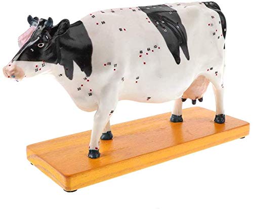 Sweet taize Modelo Educativo de Bovina Modelo de Acupuntura - Modelo de Acupuntura - Modelo Anatómico Modelo de Ganado - Disección Animal Anatomía del Ganado Anatomía de la Vaca