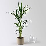 Kentiapalme, Topf-Ø 19 cm, Höhe ca. 90 cm