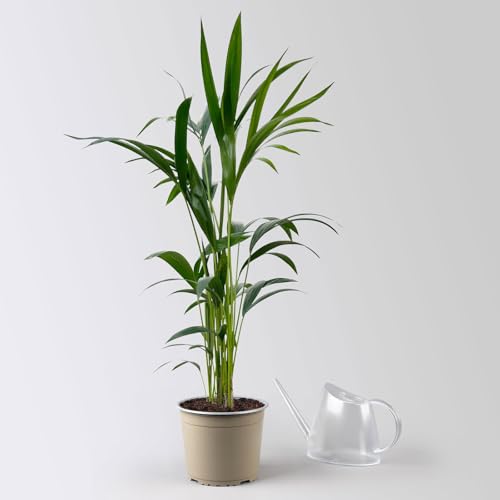 Kentiapalme, Topf-Ø 19 cm, Höhe ca. 90 cm