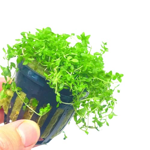 Planterest - Pearl Weed Hemianthus Micranthemoides Potted US Grow Flower Live Aquarium Plant...