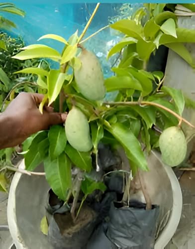 Image of Healthy Hybrid Thai All Time Mango /Baramasi Mango Fruit Grafted Live Tree || For Home Garden Outdoor & Indoor Plant Height 1.5ft-2Ft.