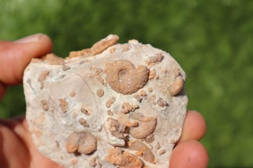 Image of Ammonites & Gastropods Plate Cretaceous Fossils Fossils from Morocco Fossil Rock ammonites Fossil from Morocco A121