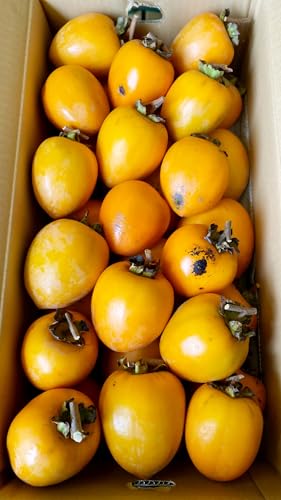 `pE݂邵`pE炵`pa` QEmY ` ` TCY܂ 15s