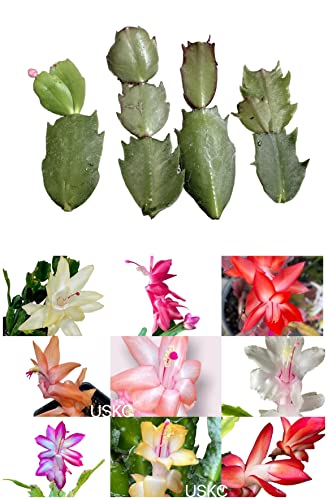 FOLIAGEMS No root plant cuttings from USKC (Thanksgiving cactus cuttings Four colors)