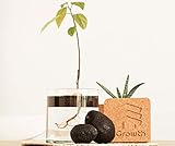 arbol aguacate raiz ✅ Funcional y autónomo: ¿Has intentado hacer crecer un aguacate con el método de los palillos? ¿Te has quedado sin agua o quizás no has conseguido tener una germinación de la semilla? Con el diseño de este producto no necesitarás estar pendiente del nivel de agua del recipiente ya que la semilla flotará sobre ésta. Además, las probabilidades de hacer germinar la semilla serán infinitamente mayores que dañando la semilla con otros métodos.