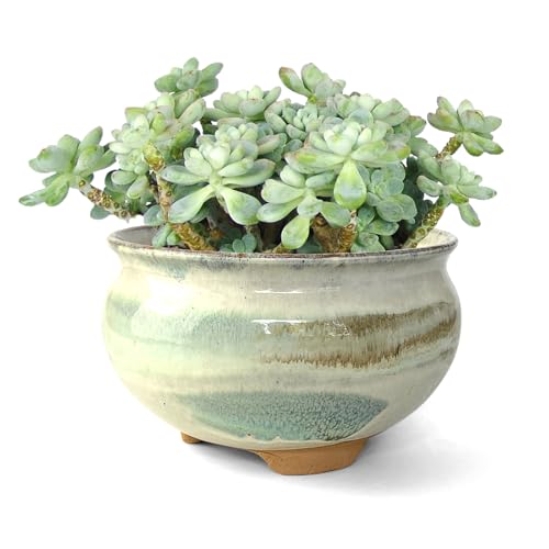 Summer Impressions 8 Inch Succulent Pot
