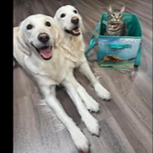 Episode 3077 - The Scott Adams School 01/21/26