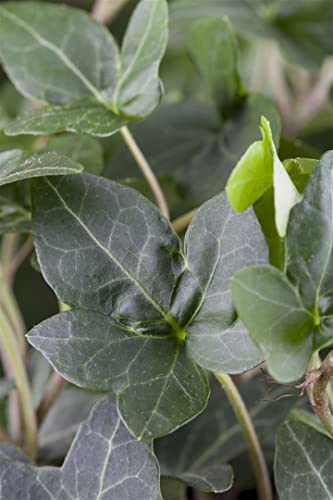 Hedera helix 'Plattensee' ca. 9x9 cm Topf - Efeu, immergrün, ideal für Wände und Zäune, pflegeleicht, winterhart, luftreinigend