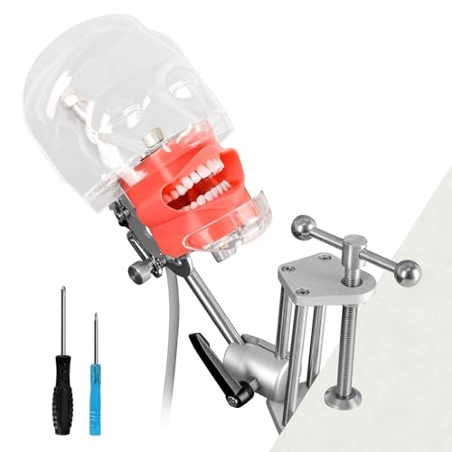 Ultrassist Maniquí dental con 32 dientes de Typodont con soporte de mesa y cabeza fantasma dental