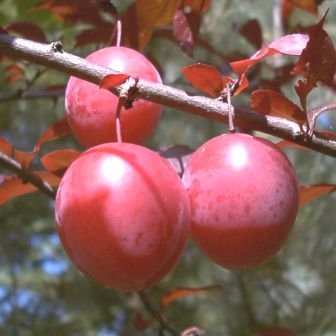 Rote Pflaume `Trailblazer´, Buschbaum, 120-150cm im Topf