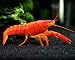 Aquatic Arts 1 Male Neon Red Crayfish | Live Freshwater Aquarium Lobster / Crawfish / Crawdad / Real Living Fish Tank Pet