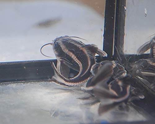 Quinn's Fins Striped Raphael