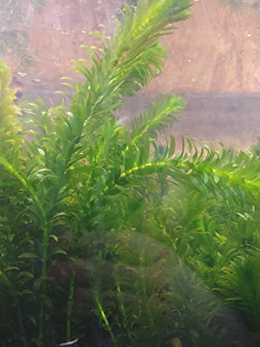 Universal Specialties Live Anacharis Plant Elodea Densa 12 Stems Freshwater Aquatic Tropical Decor Aquarium Or Pond #TOP3
