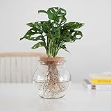 MONSTERA PFLANZE - Das Fensterblatt (Monstera) ist eine tropische Kletterpflanze. Die gelochten Blätter sind ein echtes Trendmotiv!