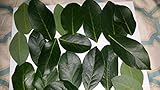 Fresh Cut Bay Leaves / Laurel leaf