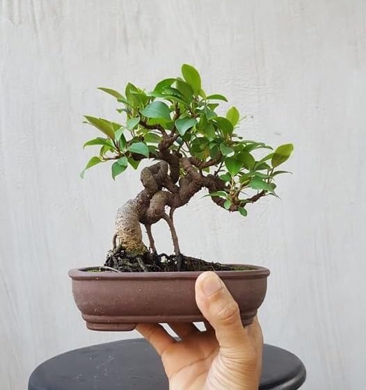 AVIKGARDEN Lucky Banyan Plant, Banyan Indian, Bonsai Marri ...