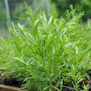Tarragon (Russian) 200 Seeds Culinary Fish Poultry Béarnaise Sauce Insomnia