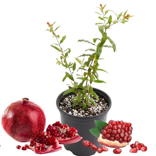 Live Pomegranate Plant Live Sweet Pomegranate Fruit Tree 8-10 Inches Tall in 4 Inch Pot Ready to Grow