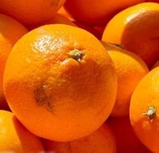 【訳あり(家庭用)】三代目がつくる愛媛みかん 8kg【C31-40】