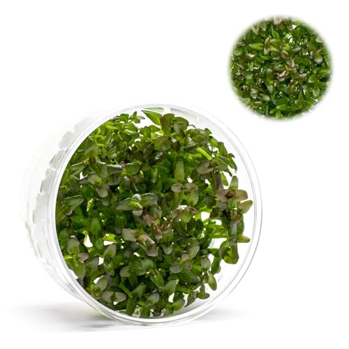 Ultum Nature Systems Purple Bacopa Tissue Culture