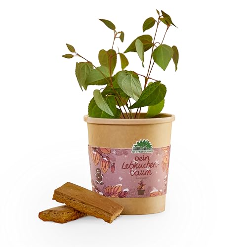 Anzuchtset für einen Lebkuchenbaum von 'Die Stadtgärtner' | Katsura-Baum Starter-Set inkl....