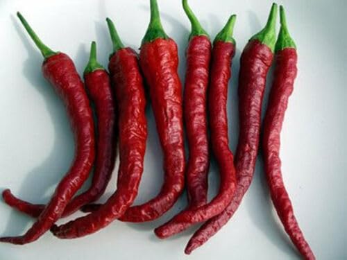 Buy4seeds 10 Seeds Kashmiri Chilli Seeds Easy to Grow Easy to Grow Garden