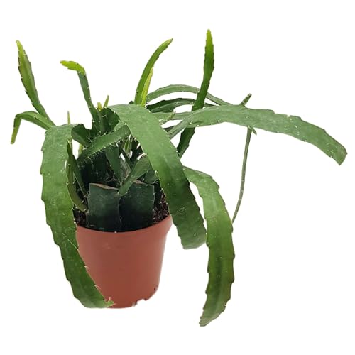 Fangblatt - Epiphyllum 'red Tip' - traumhafter Blattkaktus - Blütenfarbe rot - im Ø 12 cm Topf - außergewöhnlicher Kaktus