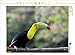 Produktbild CALVENDO Puzzle - Regenbogentukan (Ramphastos sulfuratus) - 1000 Teile Foto-Puzzle für glückliche Stunden