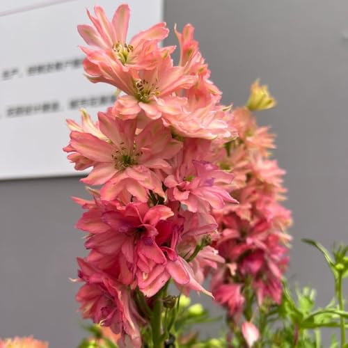 Semi di delphinium Annuale, per esterno resistenti all'inverno Consolida ajacis - semi di selvatici, da giardino resistenti per il giardino 100pcs