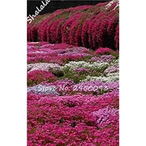 Vistaric Nuovo Arrivo Bonsai Semi Esotici Una Borsa 200 Pz Outdoor Phlox Semi Perenne Pianta Arrampicata Alta Germinazione Giardino Fai da Te Decor 7