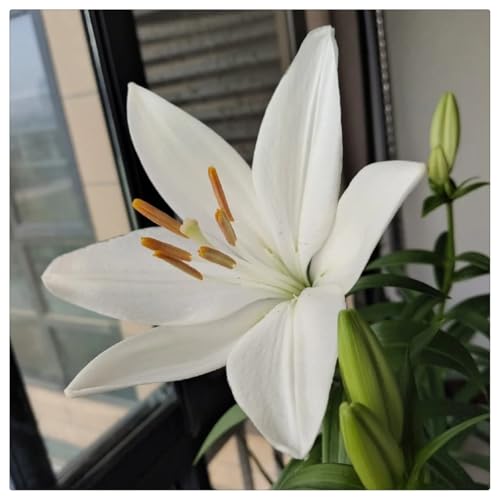 Giglio orientale Bulbi di giglio Decorazione luminosa per il giardino di casa, adatta per piantare bulbi perenni, adatta per la crescita in vaso-2bulbi-A