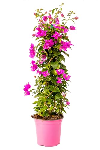 Bonplants Bougainvillea (Piramide Viola/Fucsia, Vaso 17, h 75 cm)