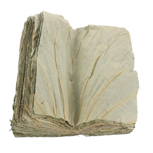 EXAOMBLE 100 חti՗pHiV[g prƕɑΉ RȍŃAWAp[eB[̐totFv