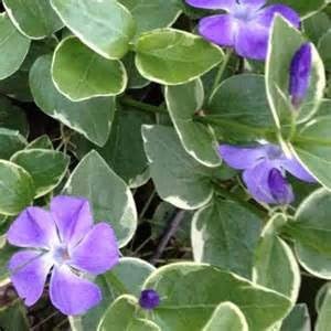 Vinca Major Variegata
