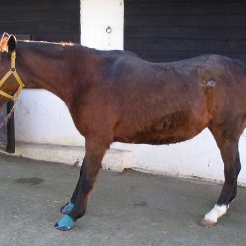Laminitis in Connemara Ponies: A Deep Dive with Dr. Kieran O&rsquo;Brien