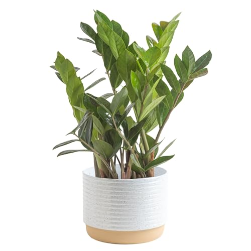 15 Best Indoor Low Light Plants to Brighten Up Your Space Without the Sun 13 Costa Farms ZZ Plant, Live Indoor Houseplant in Modern Decor