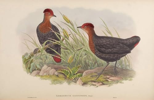Art poster de collection John Gould oiseau rare, impression murale de qualite 60x90cm