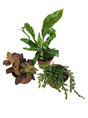 Josh's Frogs Tarantula Vivarium Bioactive Plant Kit (8x8x8 Terrarium)