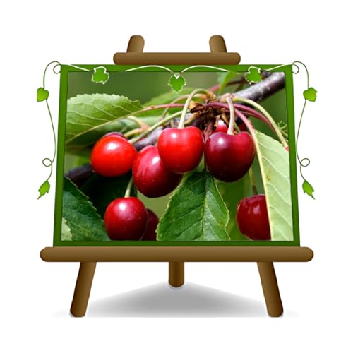 EURO PLANTS VIVAI Planta de cerezo Variedad Dulce Bigarreau Burlat C1 en maceta de 24/26 cm - Altura 180~200 cm - Edad 4 años