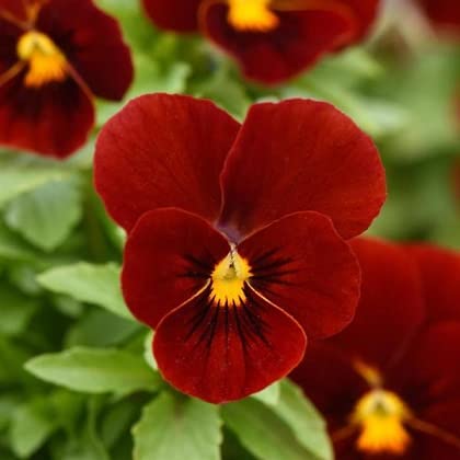 Viola Sorbet XP Red 250 Seeds