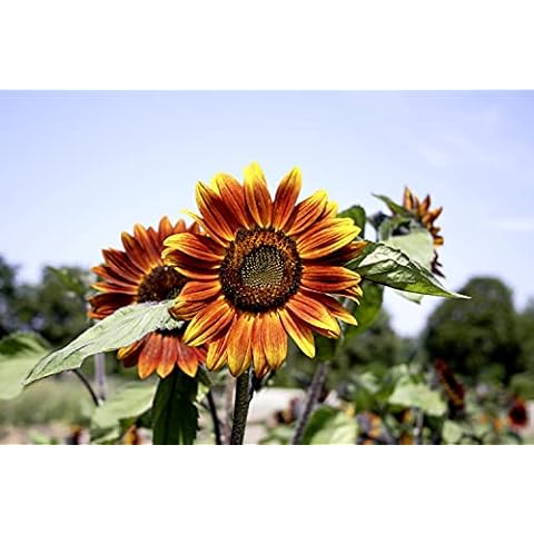 Suttons Organic Medium Red Flower Seeds Cover