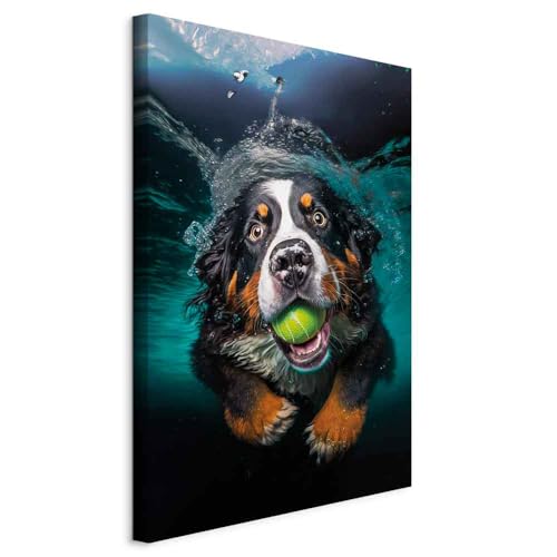 Do bernese mountain dogs like swimming