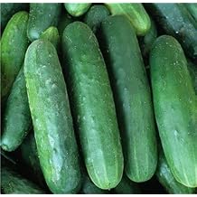 Cucumber Poinsett 76 25+ Seed Pack - COOL BEANS N SPROUTS Brand - Non-GMO - Home Gardening