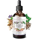 Phoenix der Lebenskraft