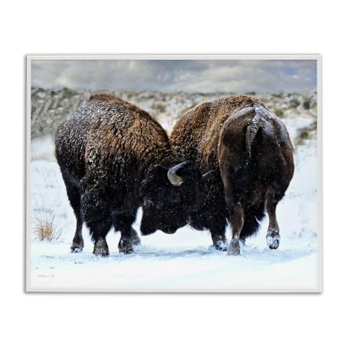Fighting Bison Snow Scene, 11 x 14 Inch Framed Giclée Print